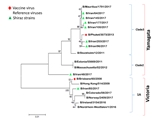 HA antigenic variation and phylogenetic analysis of influenza B virus in Shiraz, Iran